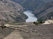 Vi�edos en bancales en la subzona de Amandi, con el ca��n del Sil de fondo.