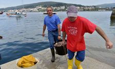 Ayer fueron descargados en el puerto de Corcubi�n 600 kilos de pulpo.