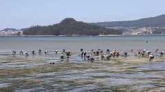 Mariscadoras en el banco de Os Praceres