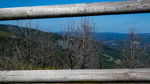 As est el monte de Barbanza un ao despus del gran incendio