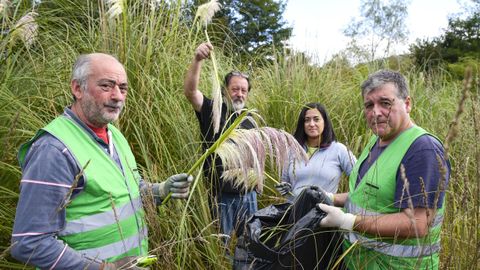 Voluntarios de Vaipolorio trabajando en la erradicacin de hierba de la Pampa, este sbado en el entorno del Gafos en Tomeza