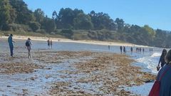 Los restos de los �rboles salieron a la luz cubiertos de algas y conchas por el mar de fondo que hubo en los �ltimos d�as
