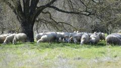 Ovejas pastando en uno de los prados de la granja madrile�a
