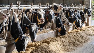 Todo animal que llega a Galicia desde fuera de la comunidad tiene que pasar cuarentena