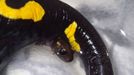 Una salamandra de�las Illas Atl�nticas con una cr�a