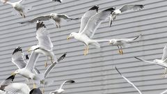 Imagen de archivo de una bandada de gaviotas patiamarillas