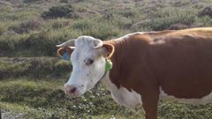 Una de las vacas de Manuel Capn que viven en libertad en los montes del concello de Muras con el collar