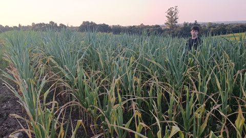 Estragos provocados por el calor en campos de ma�z de Mazaricos
