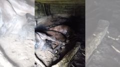 Los asturcones muertos en una cuadra de Teverga
