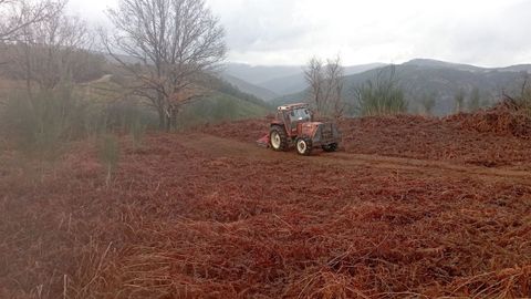 Un momento de los trabajos de desbroce realizados recientemente en el asentamiento de A Roda do Castro, en la parroquia de Salcedo