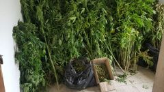 Una parte de las plantas requisadas en la operaci�n, llevada a cabo por la Guardia Civil de Lugo