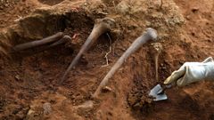 Restos óseos hallados en la fosa común en El Rellán, en Grado, en una anterior exhumación