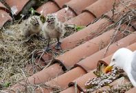 Cr�as de gaviota en un tejado del centro de Ferrol, vigiladas de cerca por su madre.