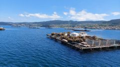 Bateas frente a la costa de Beluso, en Bueu