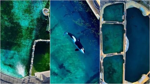 Situación agonizante de mamíferos marinos en el parque Marineland Antibes, en la Riviera Francesa.