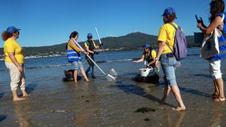 En la playa, los visitantes se convierten en mariscadores manejando el rastro.