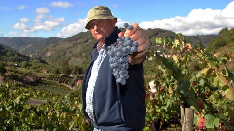 Jess Martnez muestra un recimo de uvas durante la vendimia este domingo de su via en O Saviao