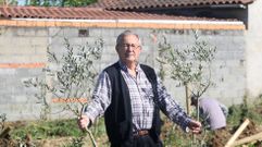 Julio Cortias, con dos de los olivos que Prodeme plant esta primavera en una parcela de 10.000 metros cuadrados en la periferia de Monforte