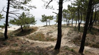 La duna de la playa de Barra invade un pinar.