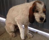 El Concello auxili� a un can herido en una pata.