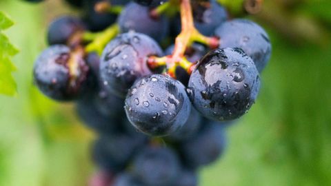 Uvas