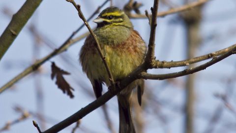 Escribano sote�o (Emberiza cirlus)