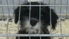 Cachorros transportados irregularmente