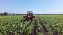 La rotaci�n de cultivos ayuda a regenerar los suelos