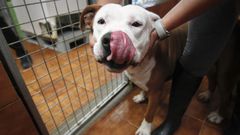 Due�os irresponsables para perros no tan malos