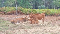 Las cachenas pacen ya en los terrenos de los comuneros de Taragoa y Paradela.