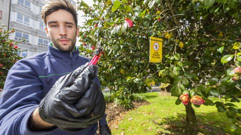 Un operario de la empresa Plaguiber, que trabaja para el Concello de Carballo, muestra una velutina muerta