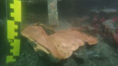 Forro de cobre de la fragata Magdalena, en excelente conservaci�n