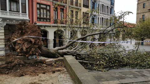 El rbol tumbado por el temporal delante de la iglesia de San Nicols de Bari, en Avils