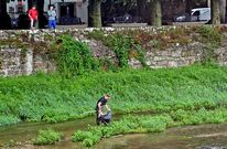 Un agente de Medio Ambiente retira peces muertos del Sar en el tramo del Espol�n.