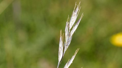 �Festuca brigantina� Markgr subsp. �actiophyta� Guti�rrez Villar�as. End�mica de la sierra de A Capelada, crece en grietas de rocas ultrab�sicas en prados y acantilados. Vulnerable por la superficie que abarca y amenazada por el pastoreo por caballos y vacas.