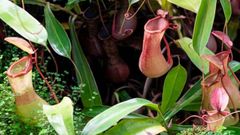 La planta que se come el gluten