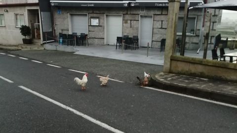 Las aves, que no se contentaron con el arcn o la acera y llegaron a circular por el medio del vial.