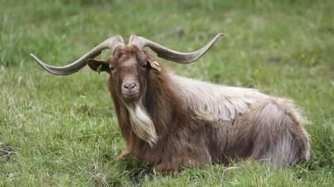 Rudolf, de dos años y medio, quedó segundo en el concurso de cabra gallega