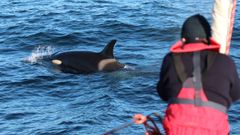 Interacci�n de una orca con una embarcaci�n, en el mar gallego.
