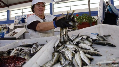 Las sardinas vuelven a las lonjas gallegas