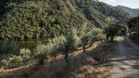 En torno al pueblo crecen numerosos olivos