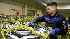 Descarga de xarda en el puerto de Celeiro