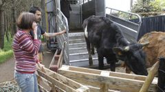 Llegada de las vacas al santuario animal de Santiago.