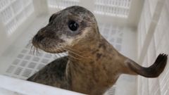 Embarcan a Rube, el lobo marino recuperado