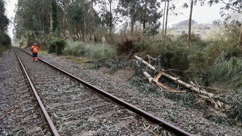 eucalipto.El eucalipt� que arrastr� m�s de cien metros una locomotora en A Barcala, Cambre, el pasado 11 de febrero