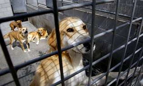 Perros abandonados 