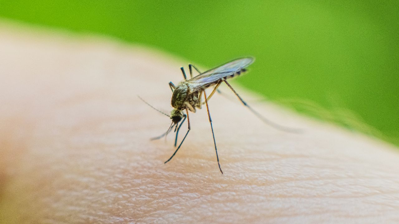 Sanidad pide colaboración ciudadana para la vigilancia de mosquitos ante el avance de enfermedades