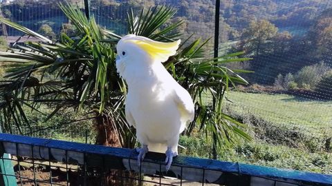 Cacat�a de cresta amarilla