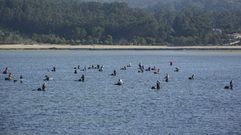 Las cofrad�as suspendieron el marisqueo en la r�a de Pontevedra dos d�as por las excesivas lluvias de esta semana