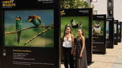 El Parque dos Xardinillos de Ribadavia acoge la muestra �Comedy Wildlife�, de  Afundaci�n